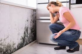 Reliable Matteson, IL Mold Removal & Remediation Solutions